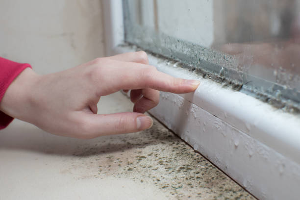 Best Mold Removal for HVAC Installations  in Baldwin City, KS